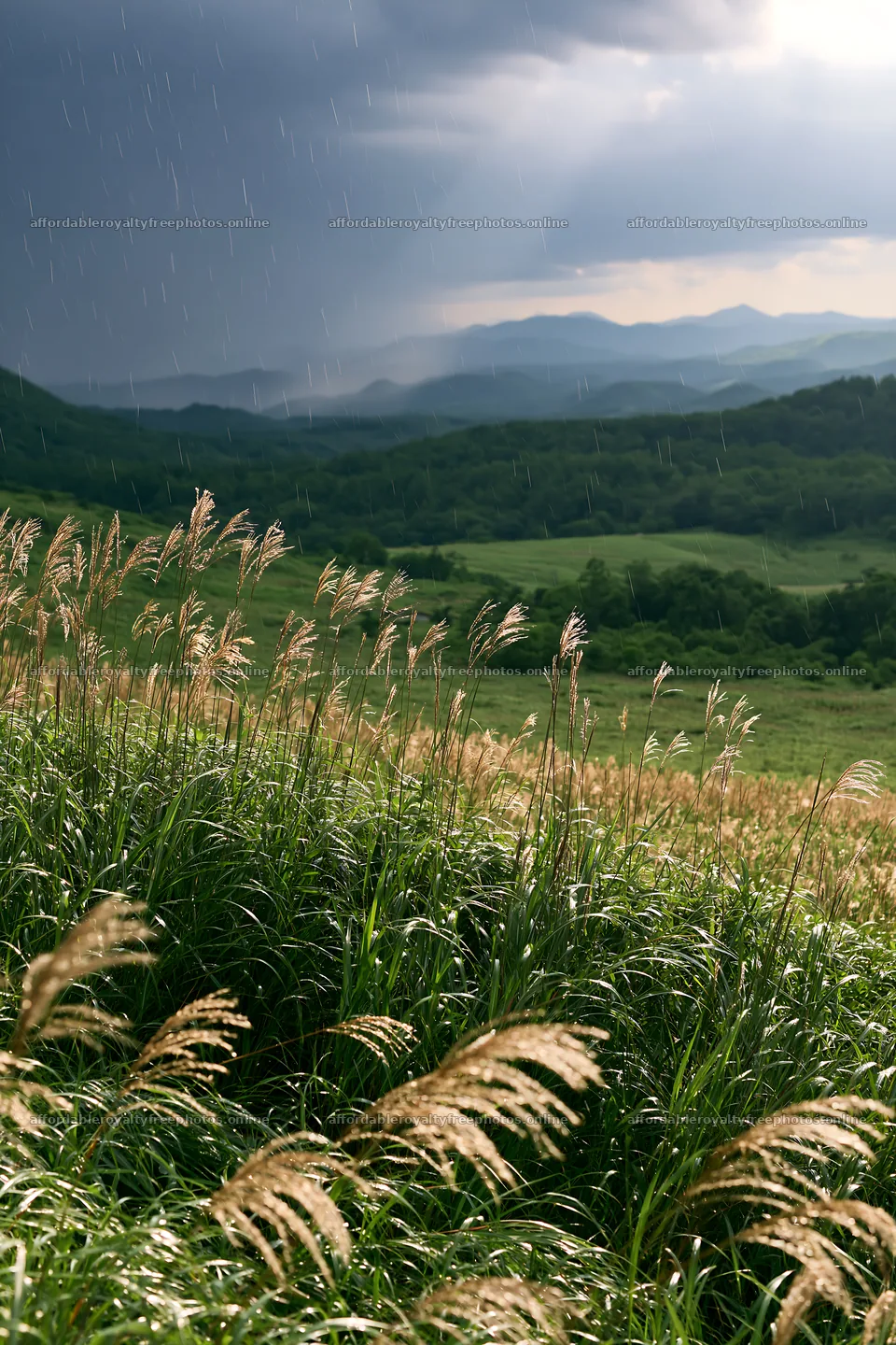 Climate-resilient Hokkaido silver grass meadow seedheads – royalty-free photos 6480x9722