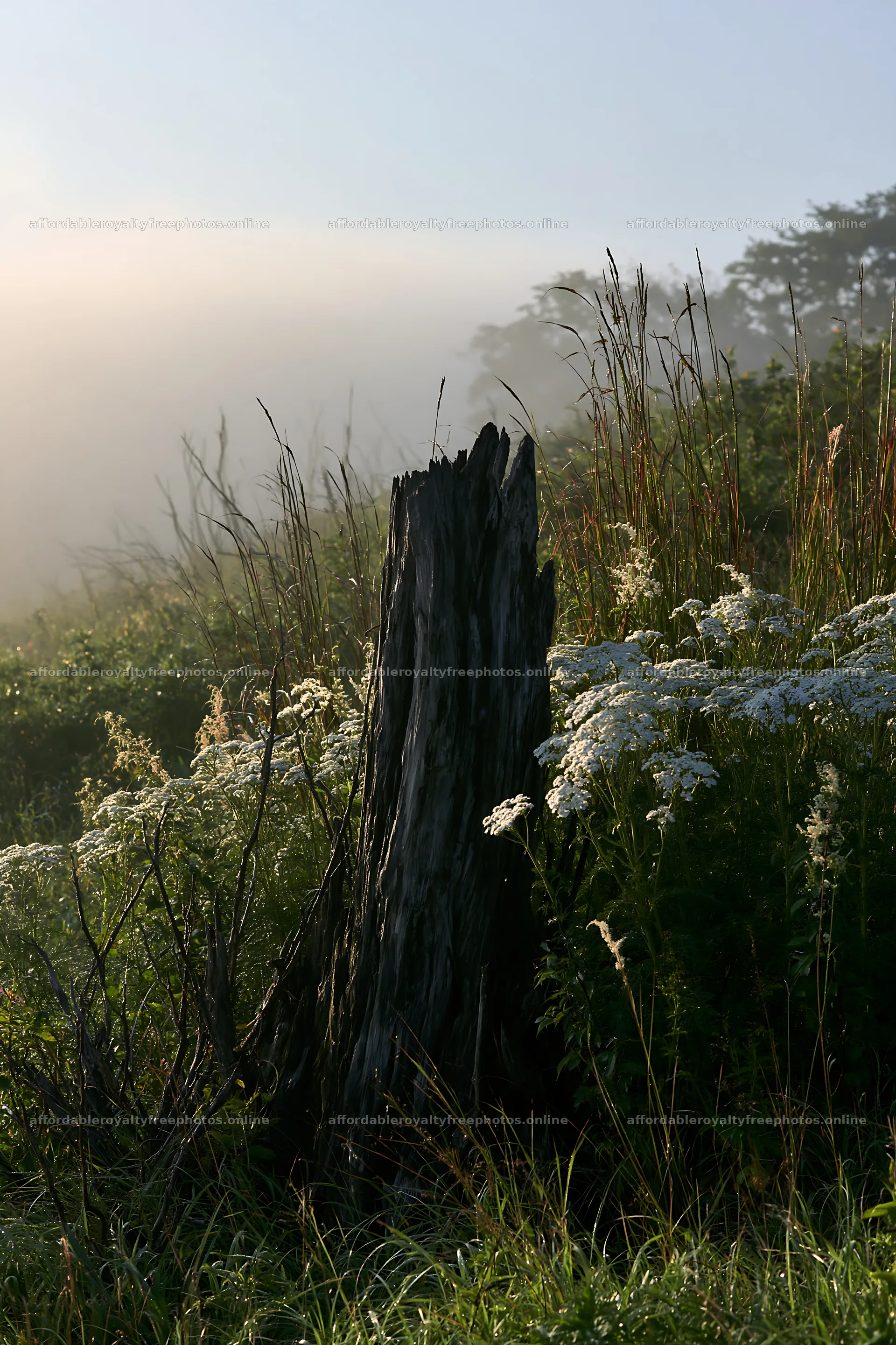 Fukushima native meadow with weathered stump – royalty-free photos 6480x9722