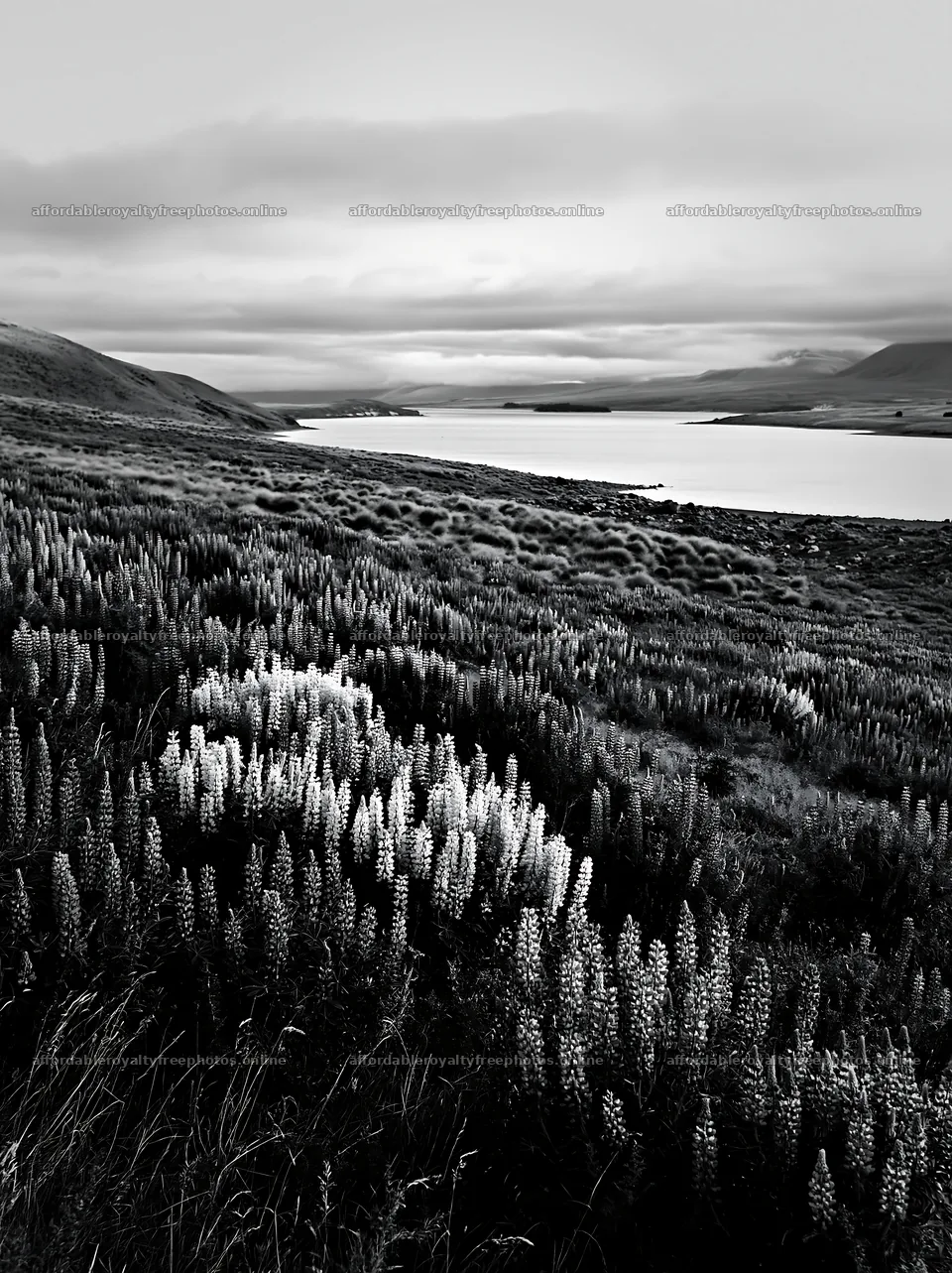 Lupine meadow panorama at Lake Tekapo in black and white – royalty-free photos 6866x9174