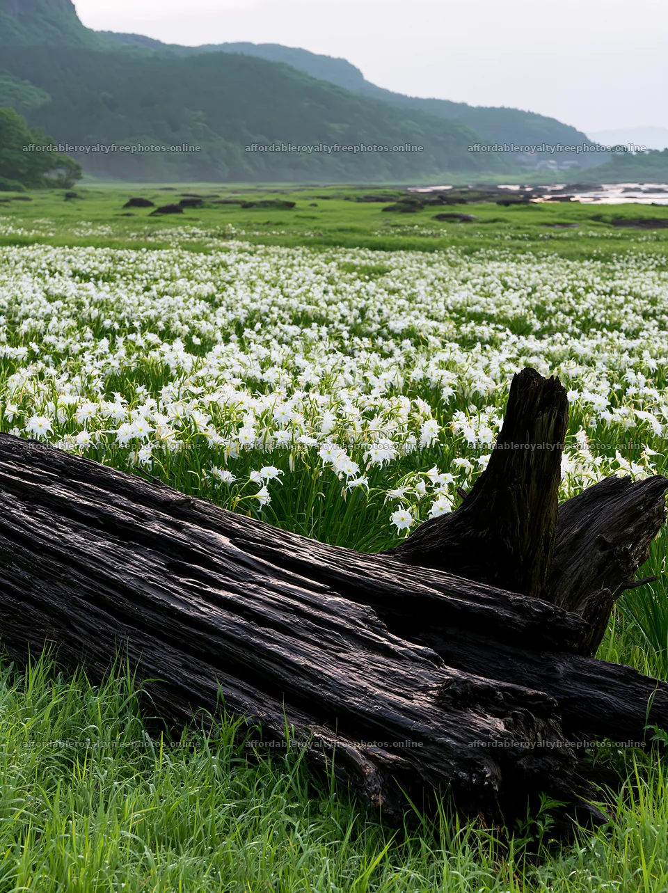 Driftwood in Nagasaki coastal meadow filled with white – royalty-free photos 6866x9174
