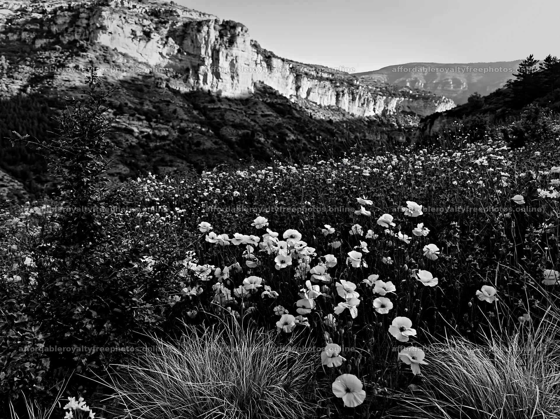 Poppy larkspur meadow in the mountains – royalty-free photos 9174x6866