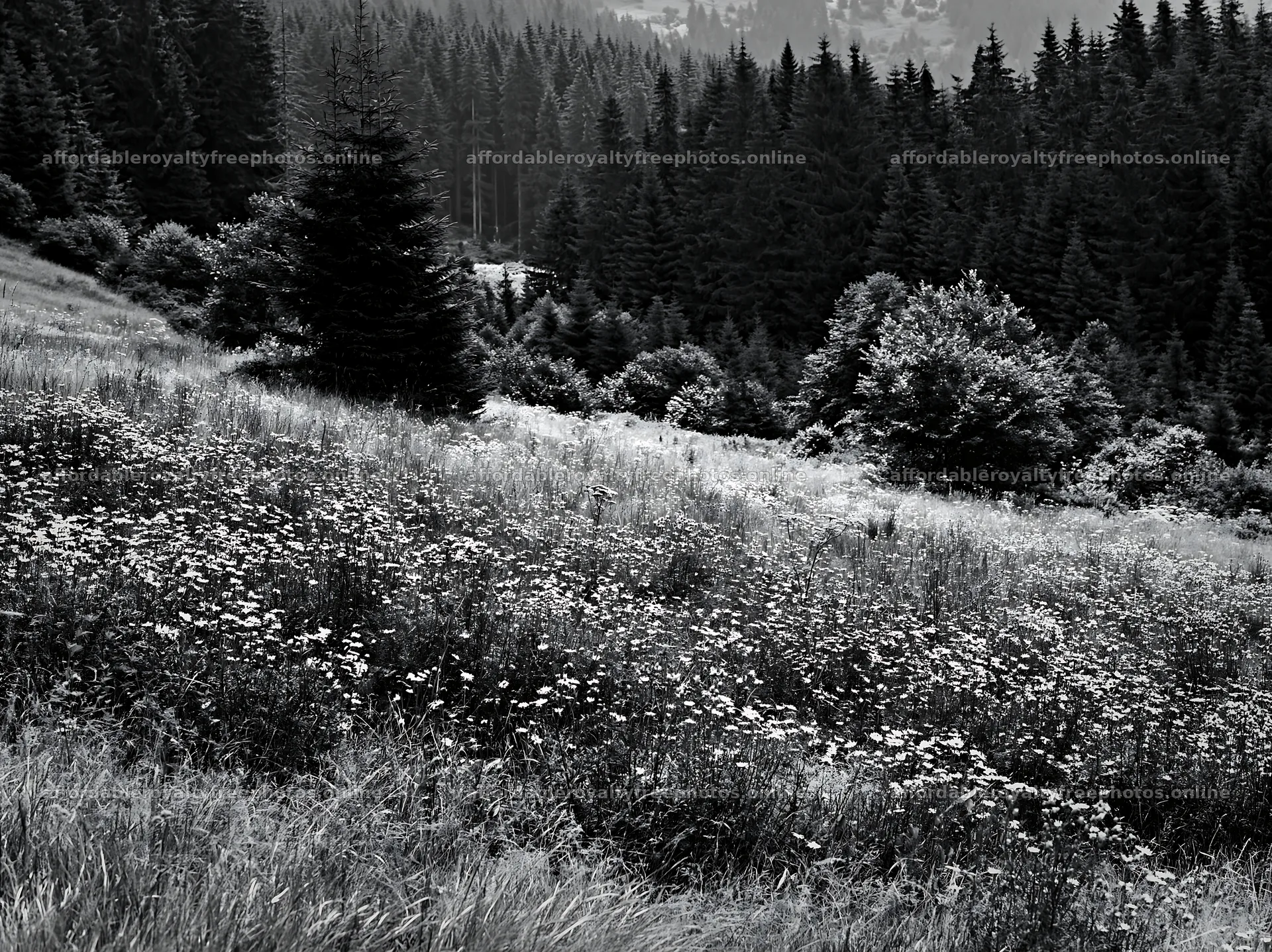 Regenerative meadow with forest in black and white – royalty-free photos 9174x6866