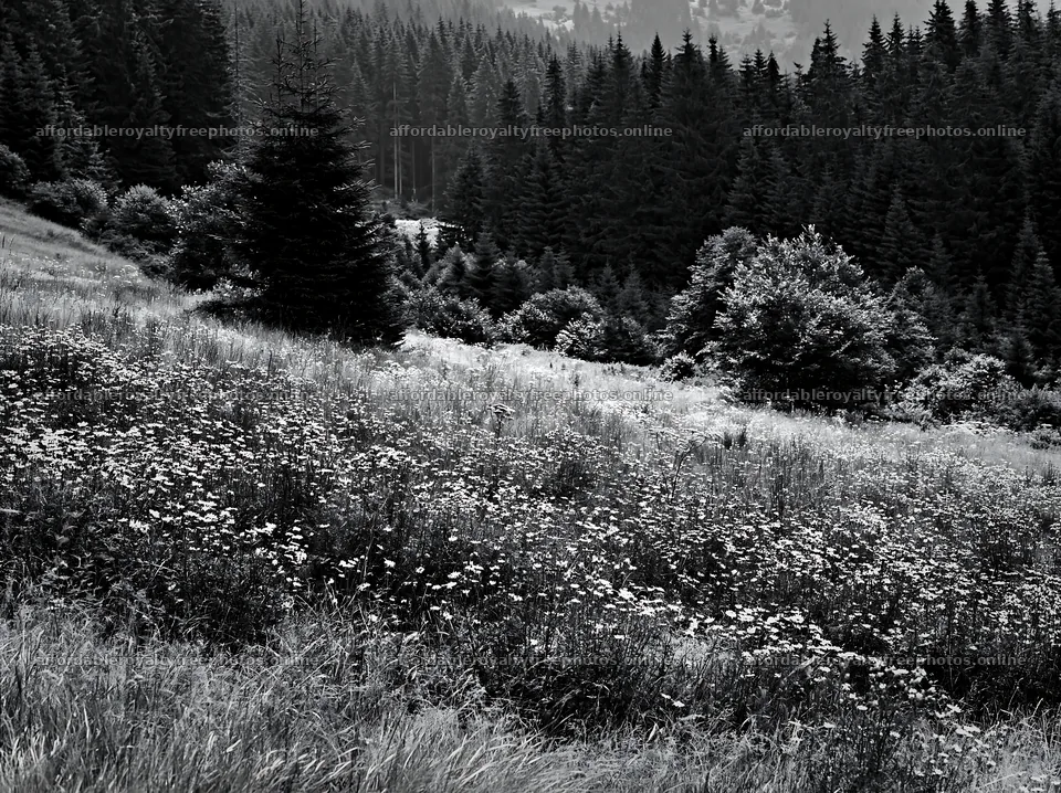 Regenerative meadow with forest in black and white – royalty-free photos 9174x6866
