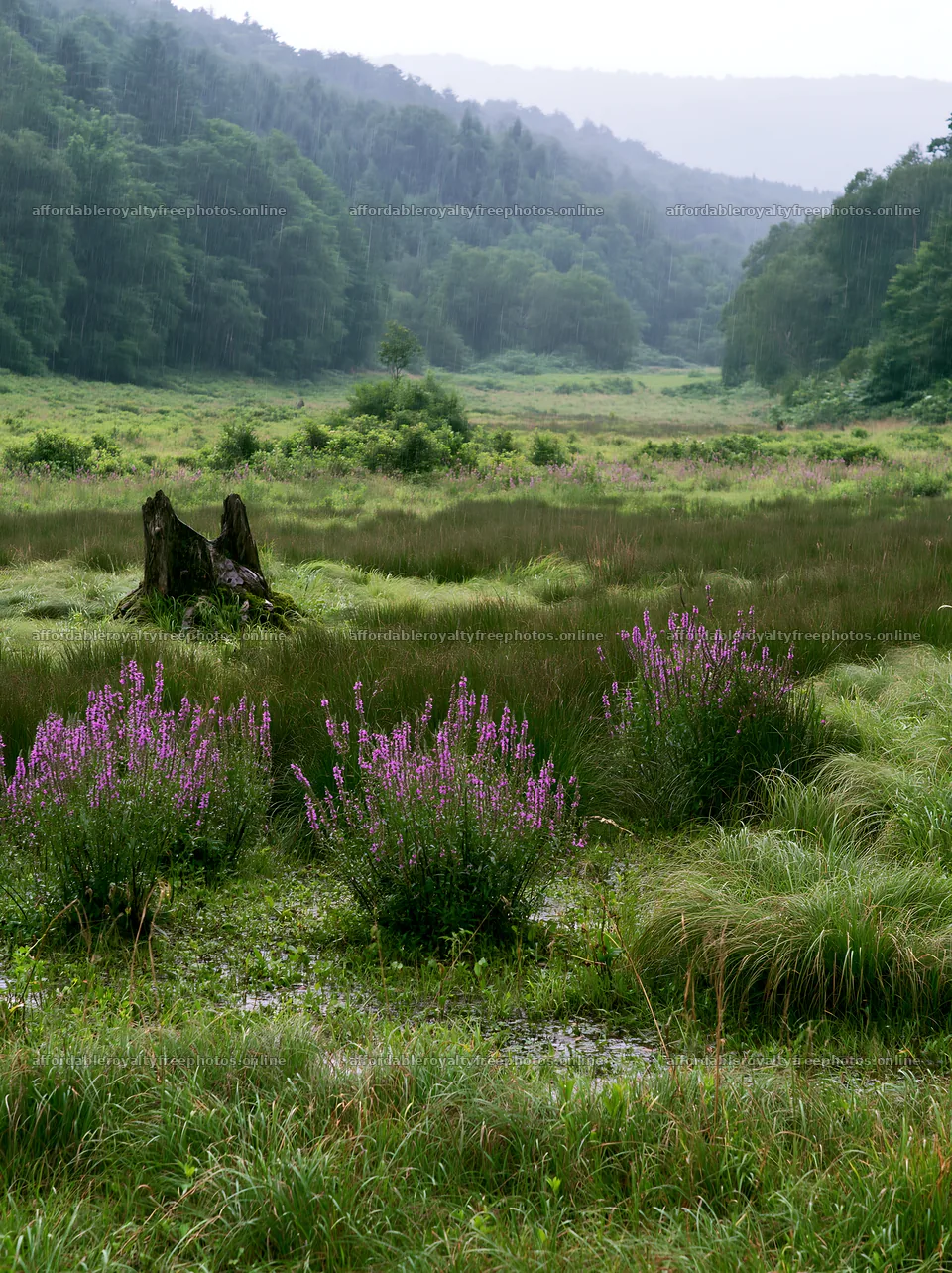 Fukushima native meadow with weathered stump – royalty-free photos 6866x9174