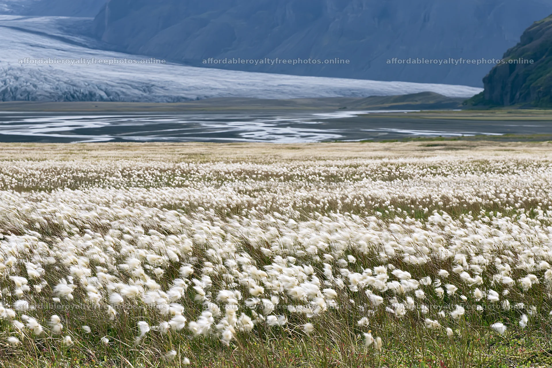 Cottongrass meadow glow under a vast mountain landscape – royalty-free photos 9722x6480
