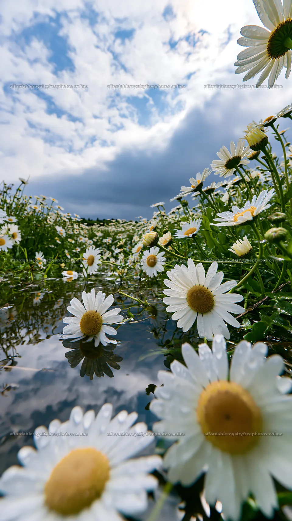Shizuoka seasonal meadow after heavy rain filled with – royalty-free photos 5938x10608