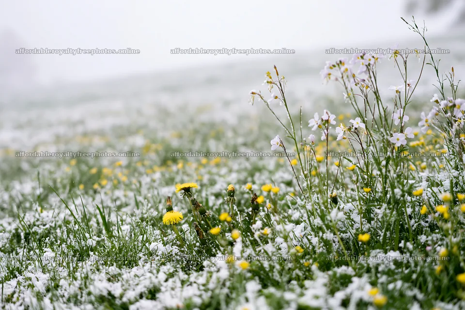 Meadow whiteout with flowers and snow covering grass – royalty-free photos 9722x6480