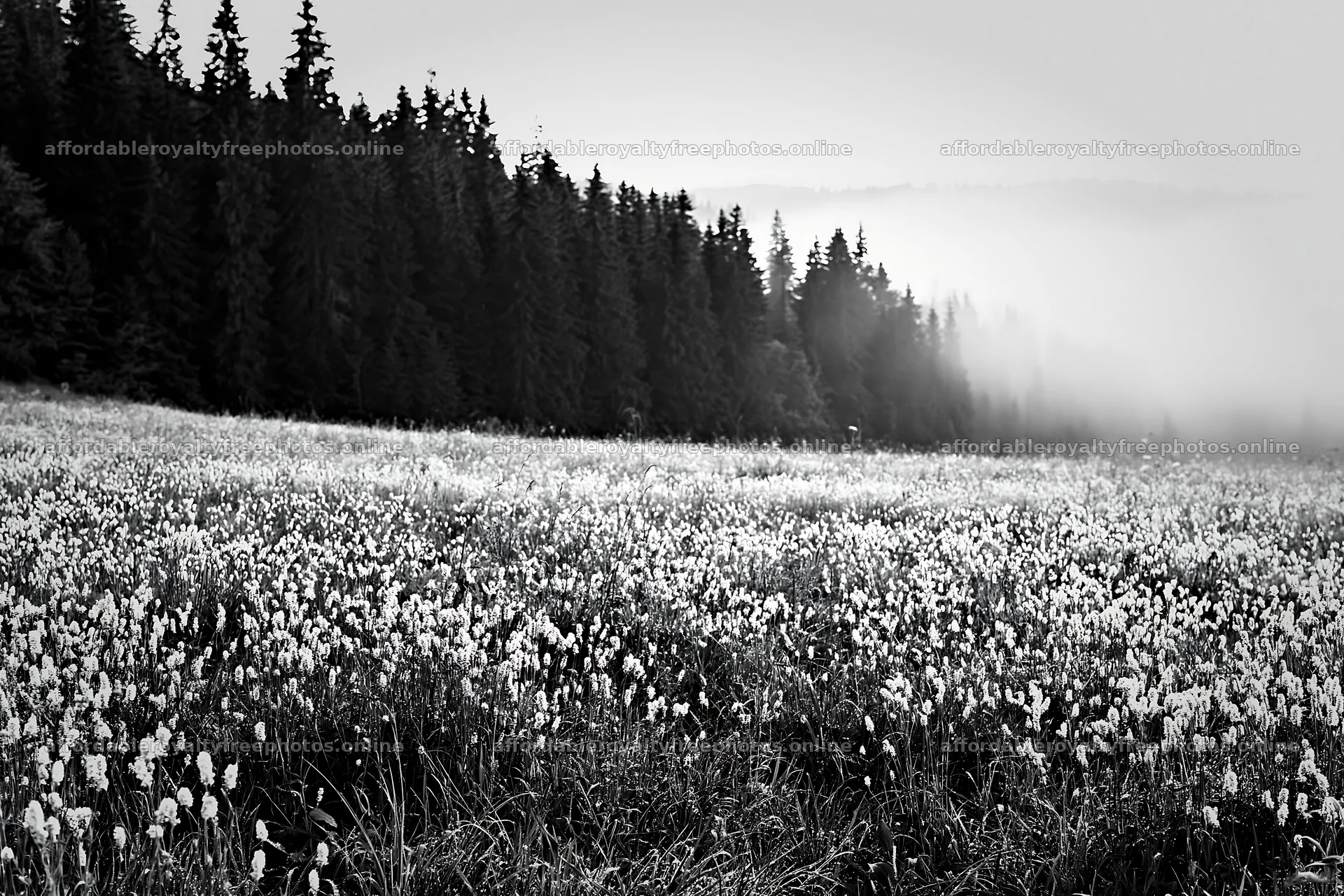 Meadow whiteout with mist and trees in the background – royalty-free photos 9722x6480