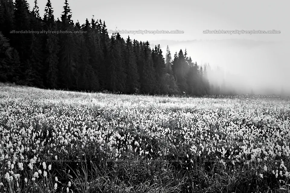 Meadow whiteout with mist and trees in the background – royalty-free photos 9722x6480