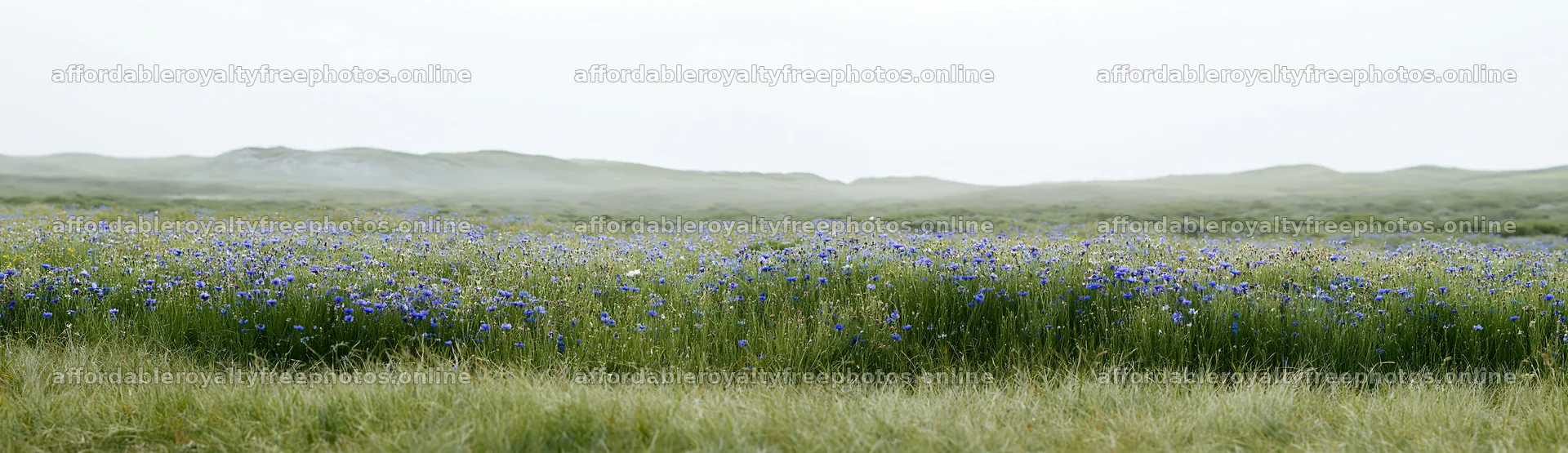 Colorful cornflower meadow in a wide open landscape – royalty-free photos 14762x4268