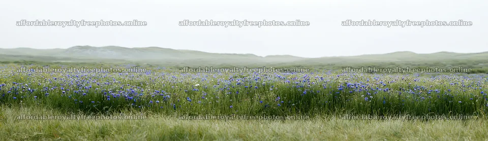 Colorful cornflower meadow in a wide open landscape – royalty-free photos 14762x4268