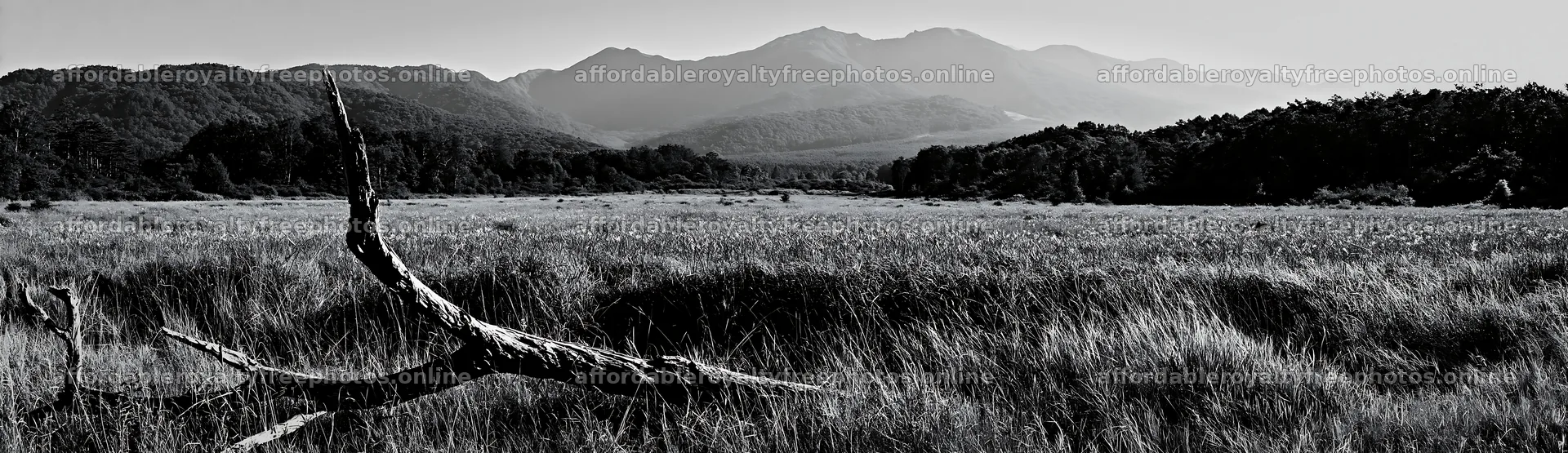 Yamagata rewilded meadow with fallen branch in the – royalty-free photos 14762x4268