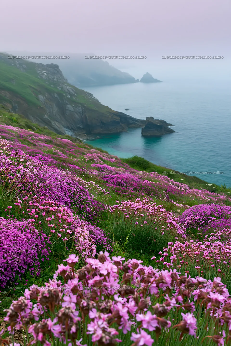Pink campion meadow by the coast – royalty-free photos 6480x9722