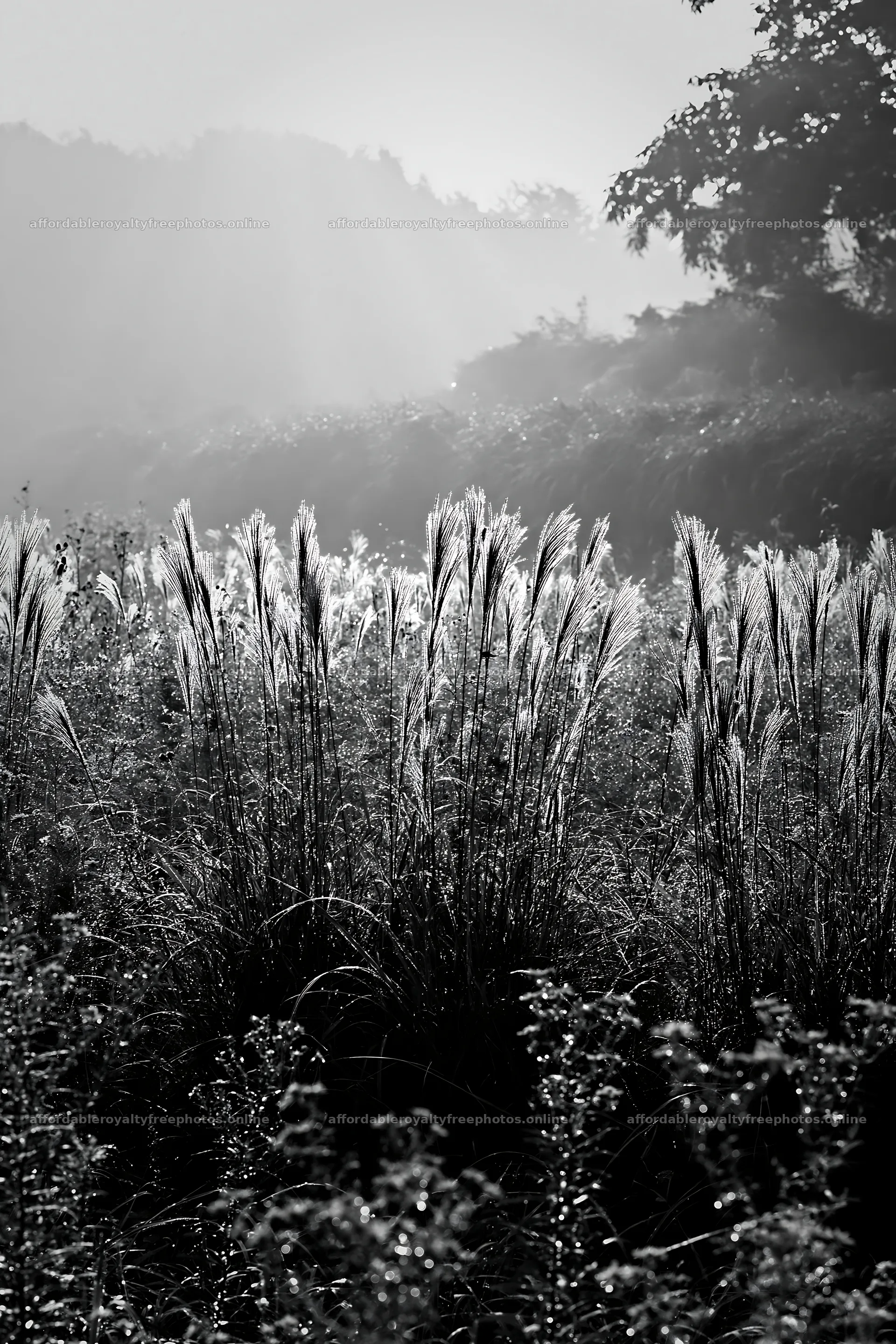 Tokyo urban biodiversity meadow with seedheads at sunrise – royalty-free photos 6480x9722