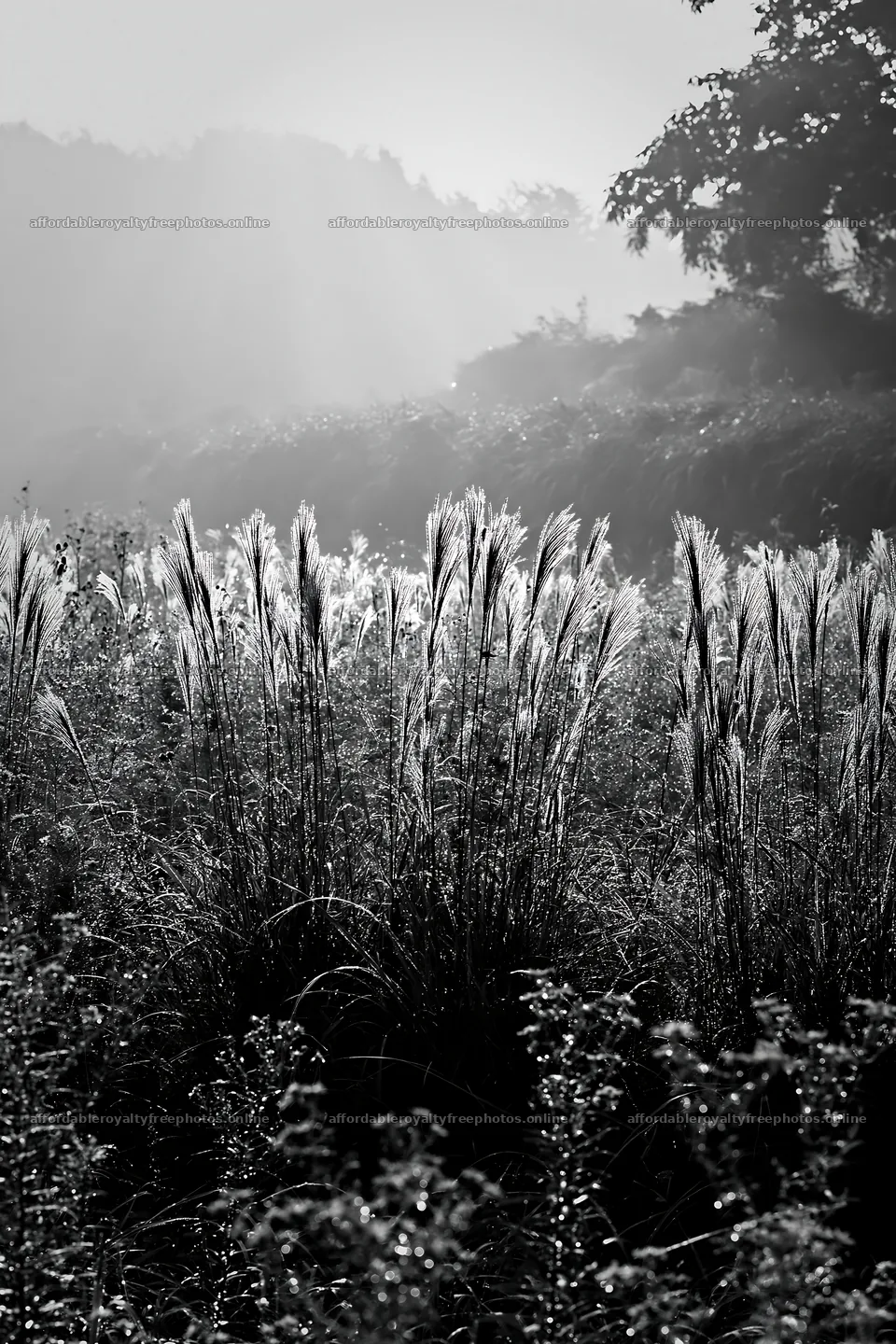 Tokyo urban biodiversity meadow with seedheads at sunrise – royalty-free photos 6480x9722