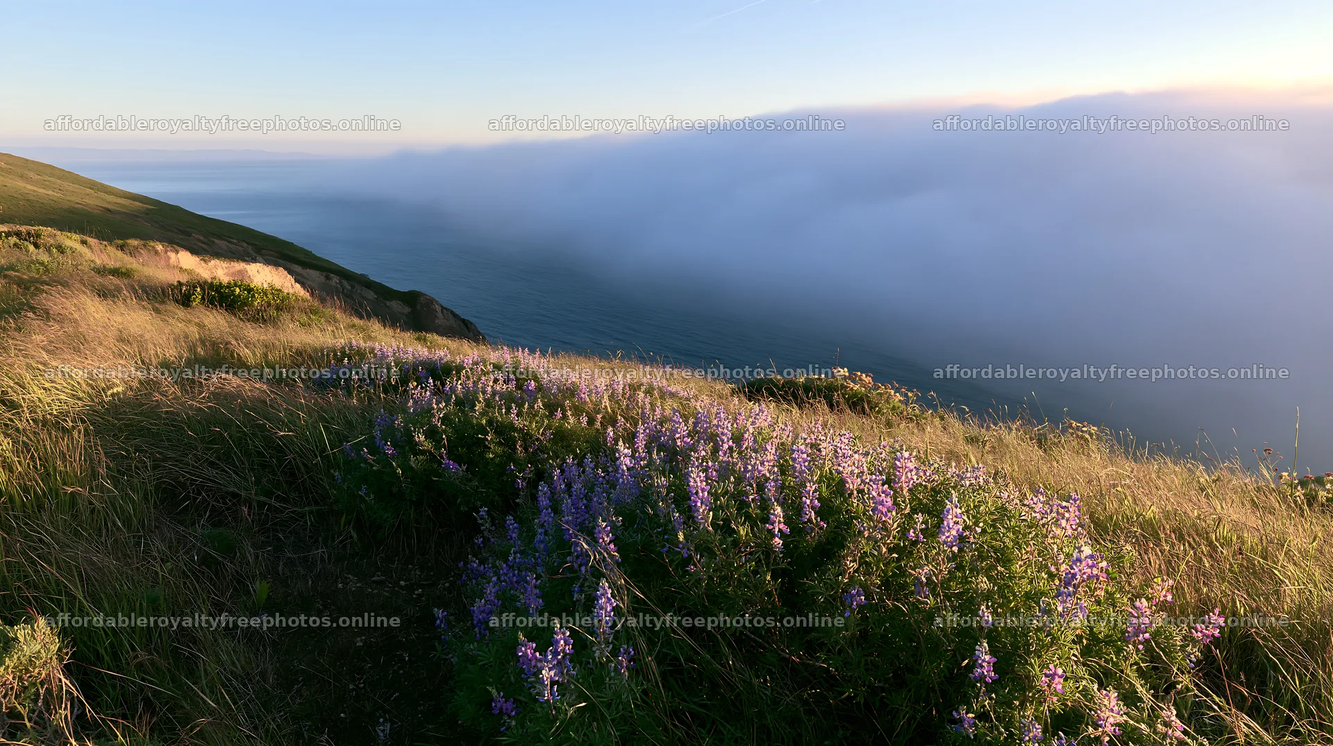 Regenerative meadow with wildflowers near ocean at dusk – royalty-free photos 10608x5938