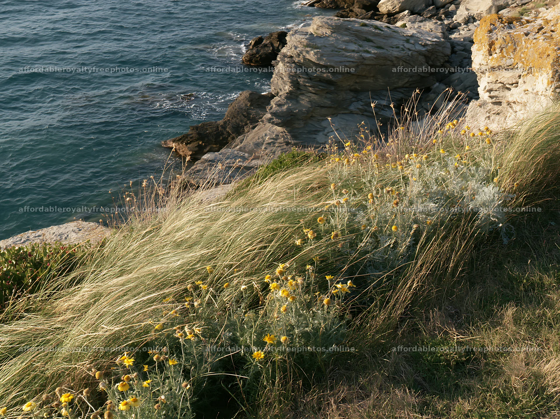 Italian meadow along rocky coast with yellow flowers – royalty-free photos 9174x6866