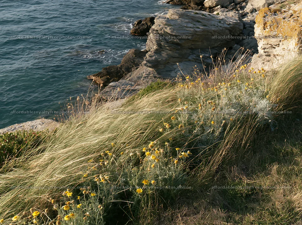 Italian meadow along rocky coast with yellow flowers – royalty-free photos 9174x6866