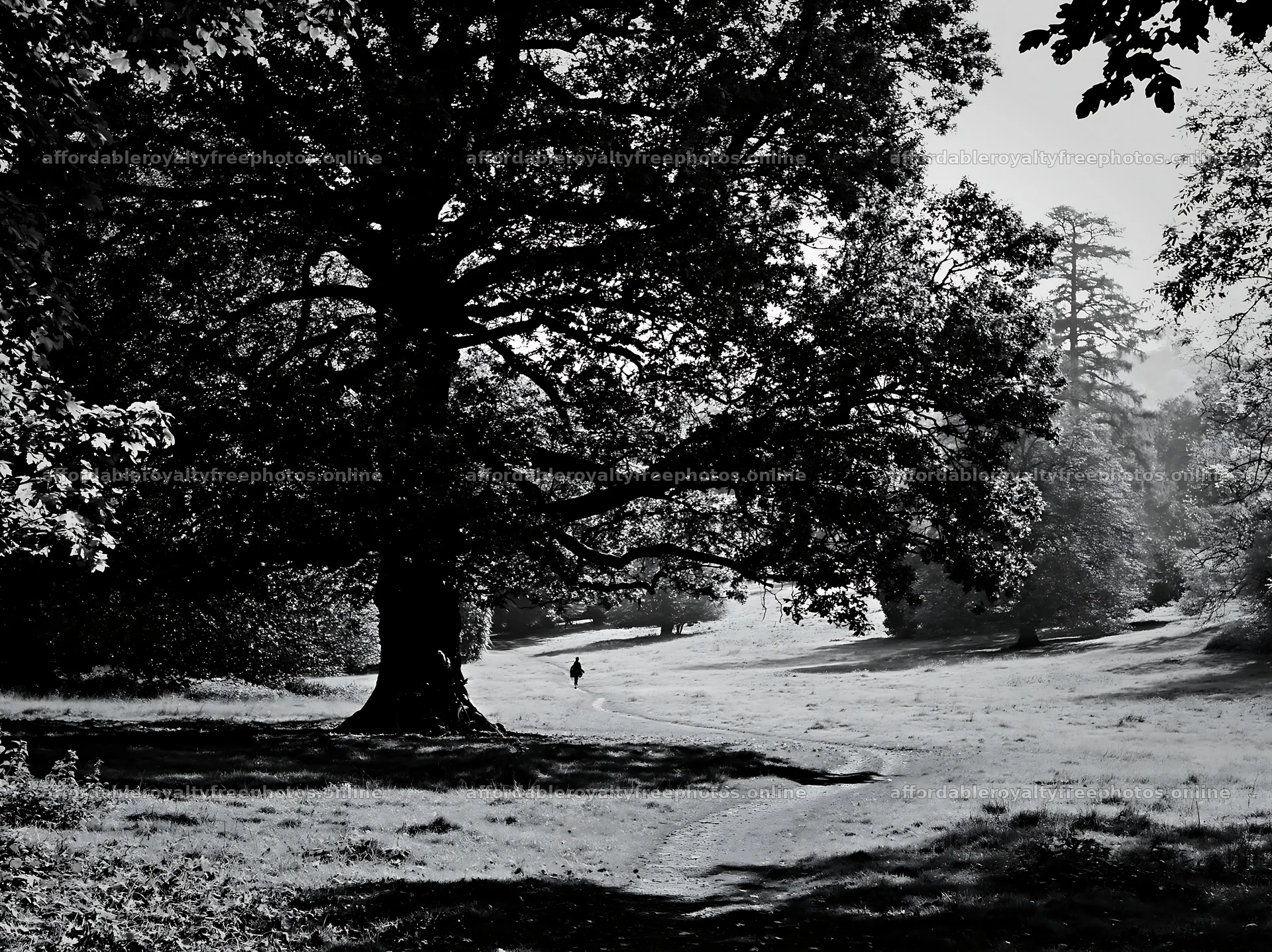 Walking in a shaded meadow under a large tree – royalty-free photos 9174x6866