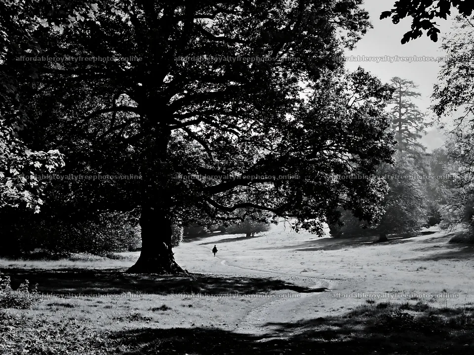 Walking in a shaded meadow under a large tree – royalty-free photos 9174x6866