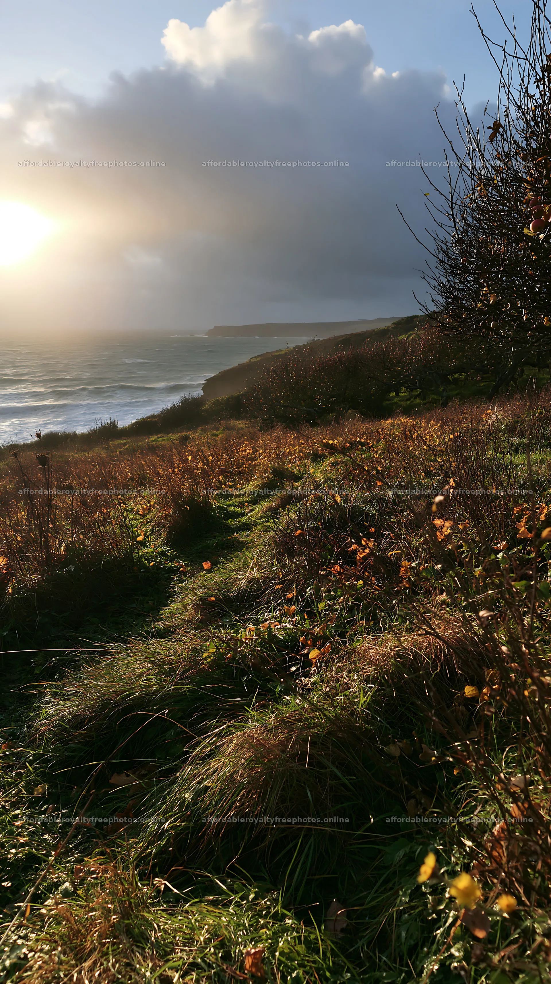 Seaside orchard meadow with ocean view at sunset – royalty-free photos 5938x10608
