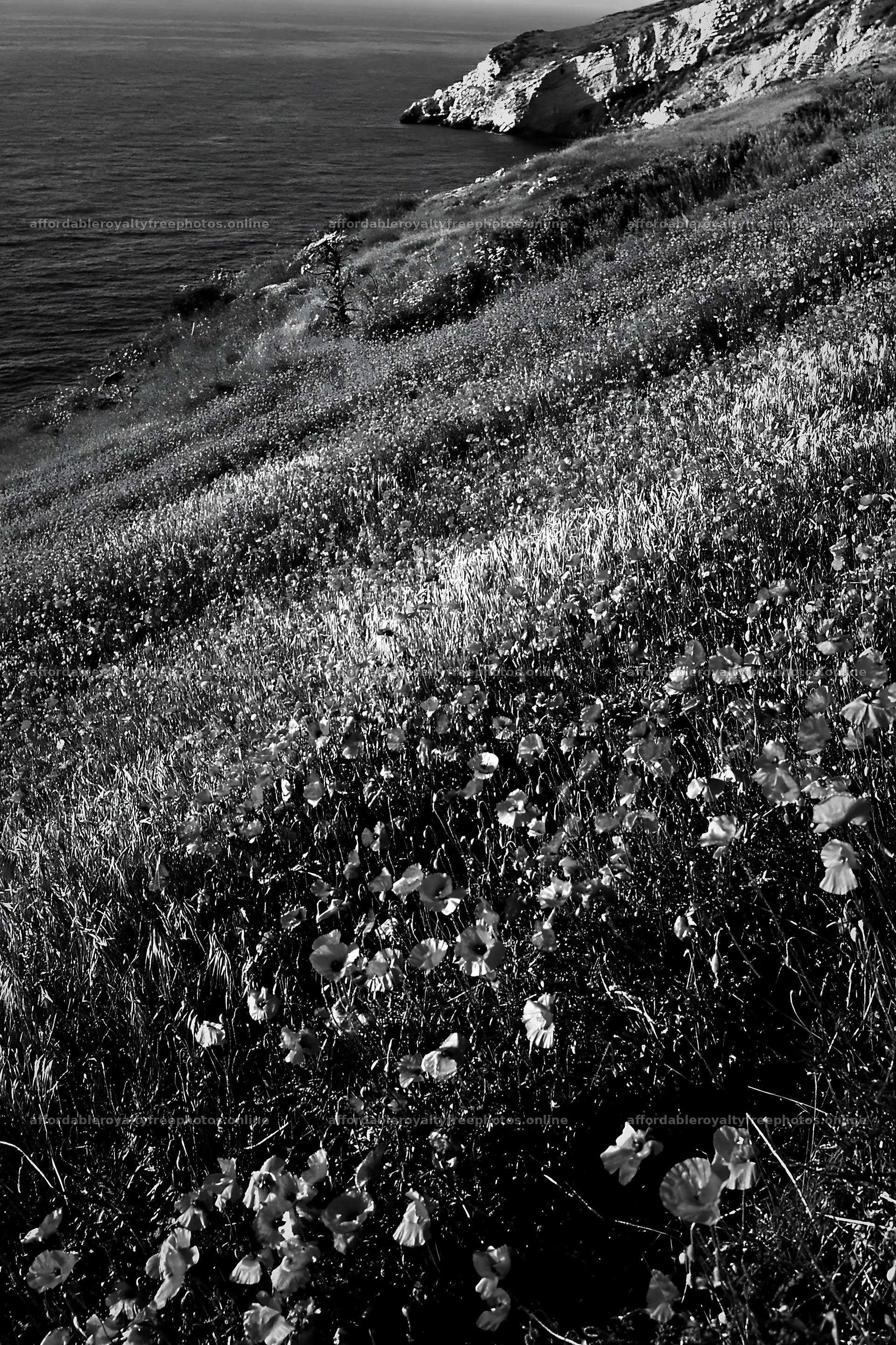 Italian meadow along rocky coast with flowers – royalty-free photos 6480x9722