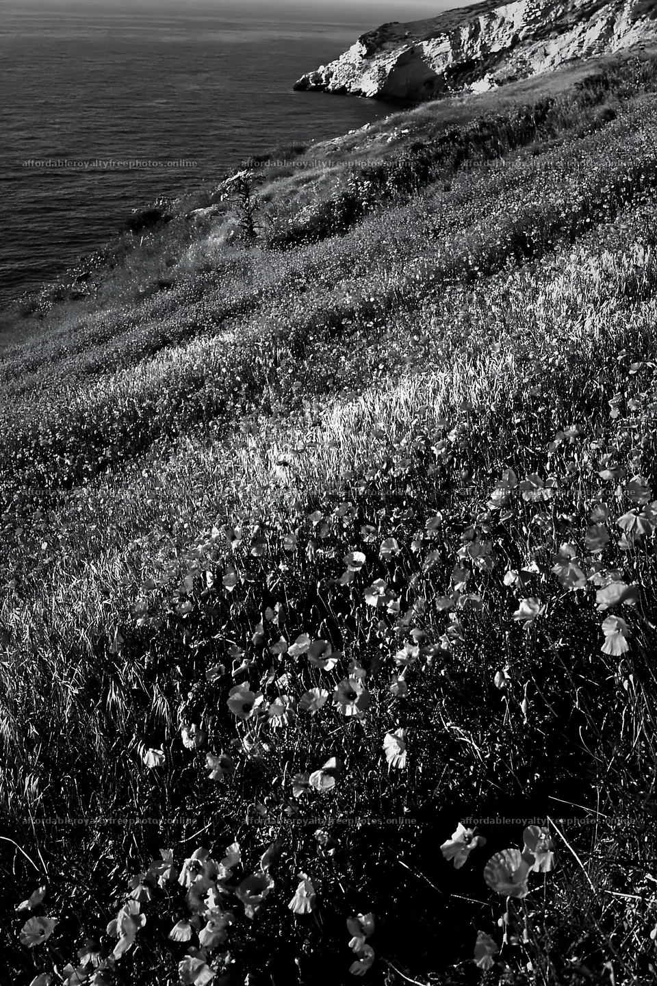 Italian meadow along rocky coast with flowers – royalty-free photos 6480x9722