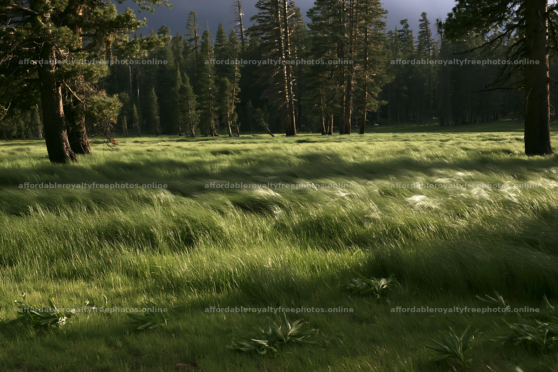 Pine forest meadow with tall grass under soft natural – royalty-free photos 9722x6480