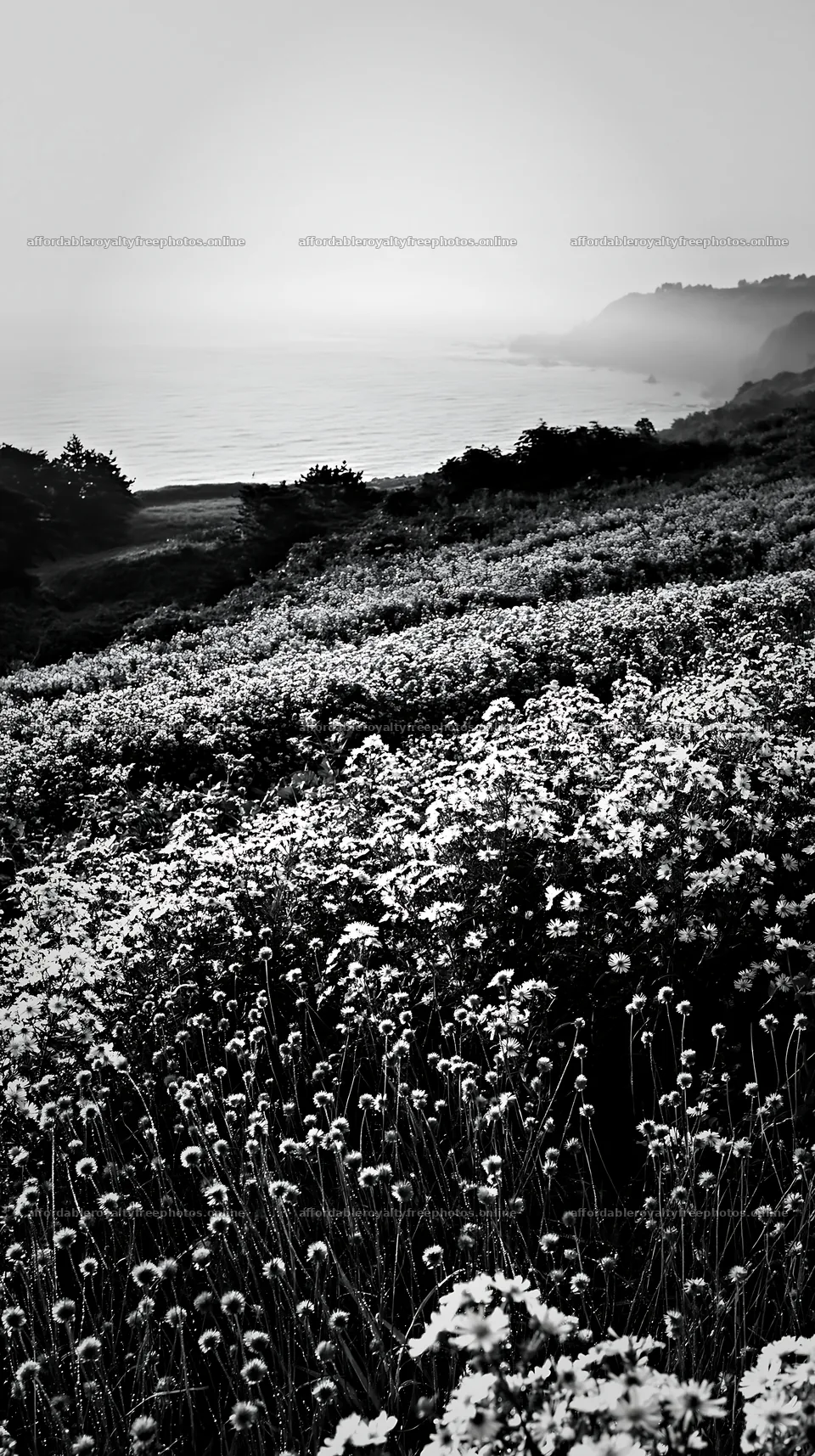 Iwate rain refreshed meadow seedhead foreground – royalty-free photos 5938x10608