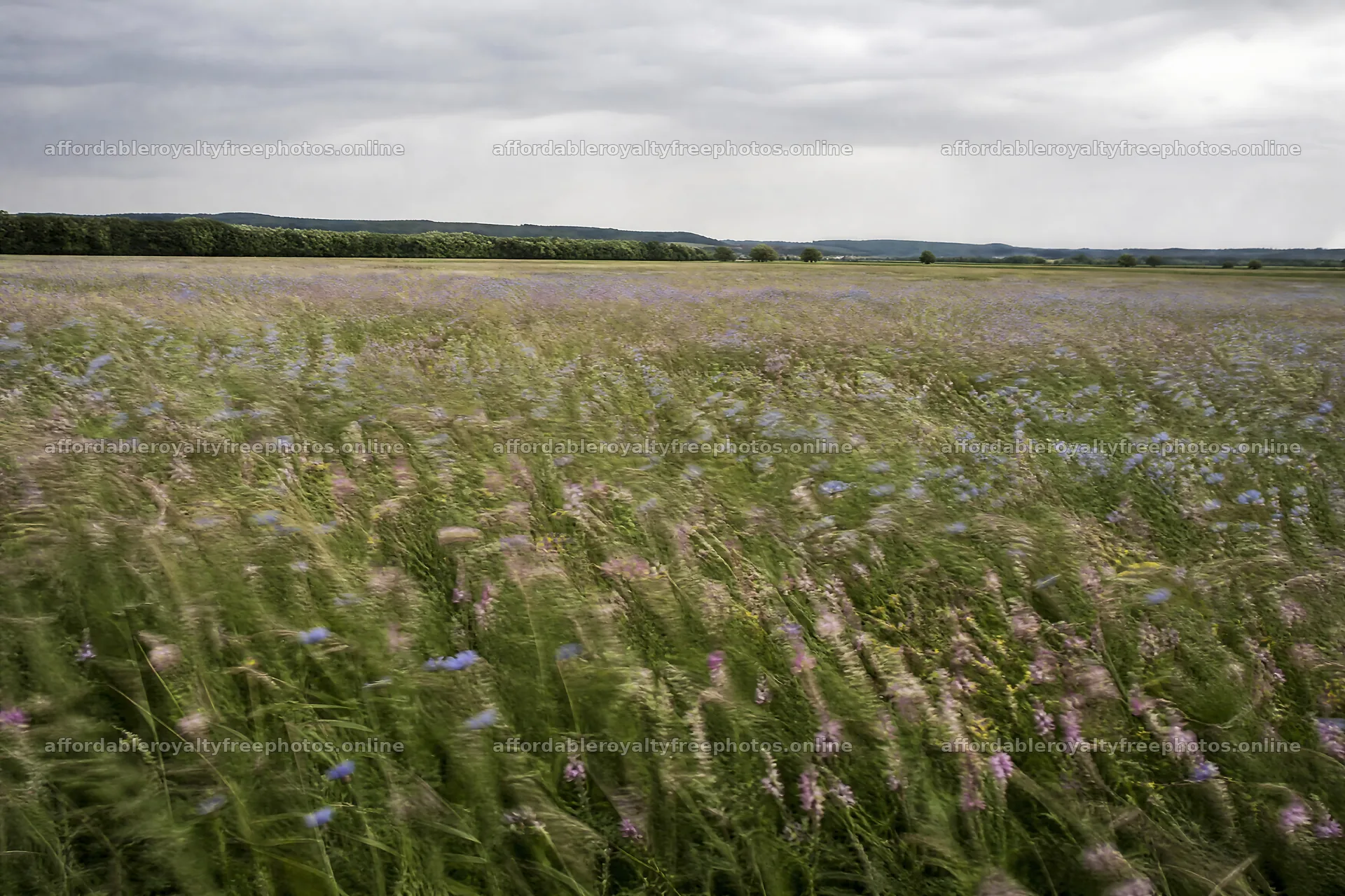 Sainfoin chicory meadow with green field and cloudy sky – royalty-free photos 9722x6480
