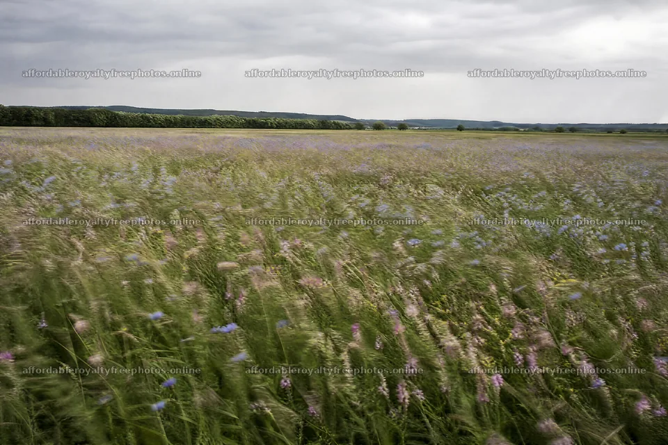 Sainfoin chicory meadow with green field and cloudy sky – royalty-free photos 9722x6480