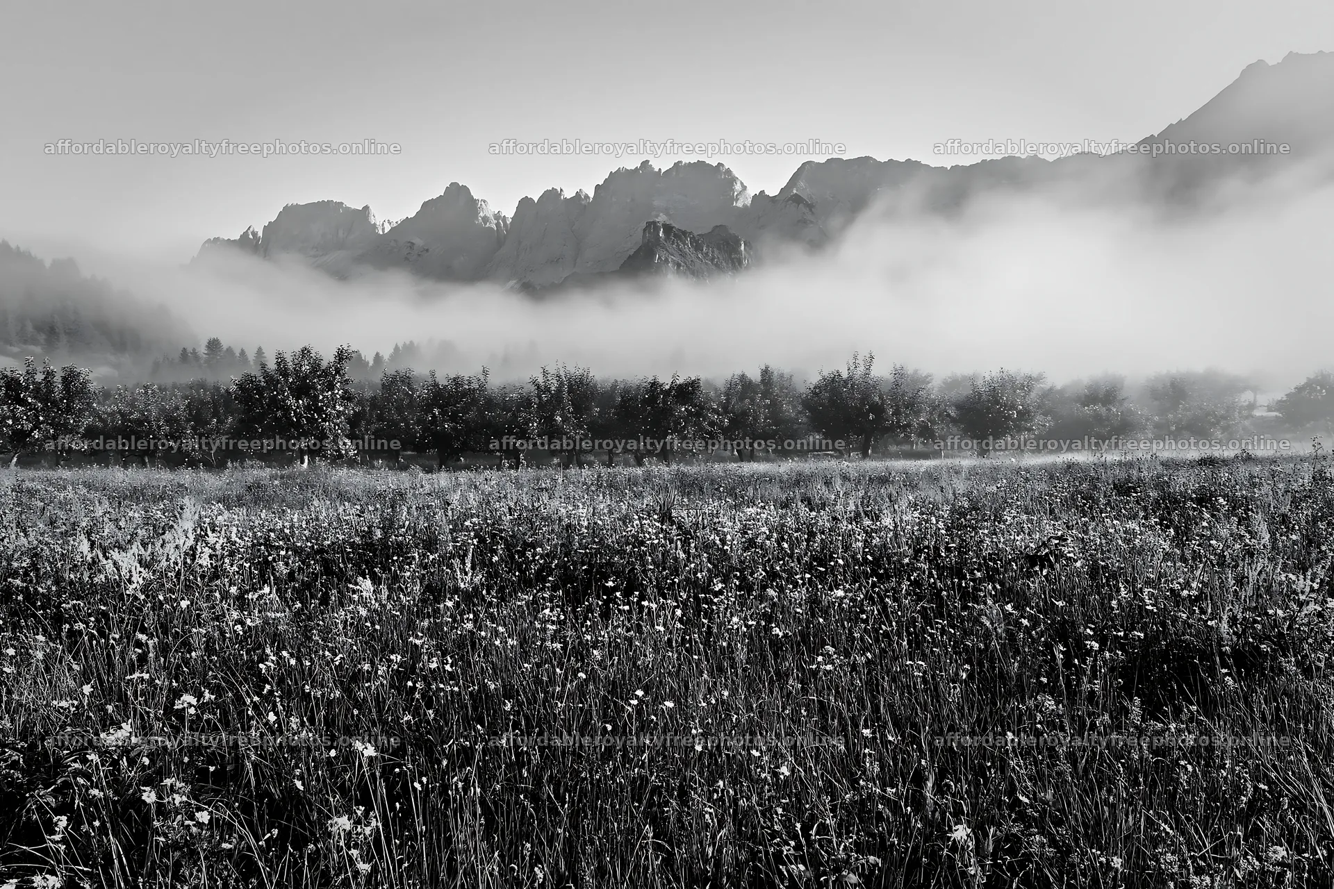Foggy orchard meadow with mountains in the background – royalty-free photos 9722x6480