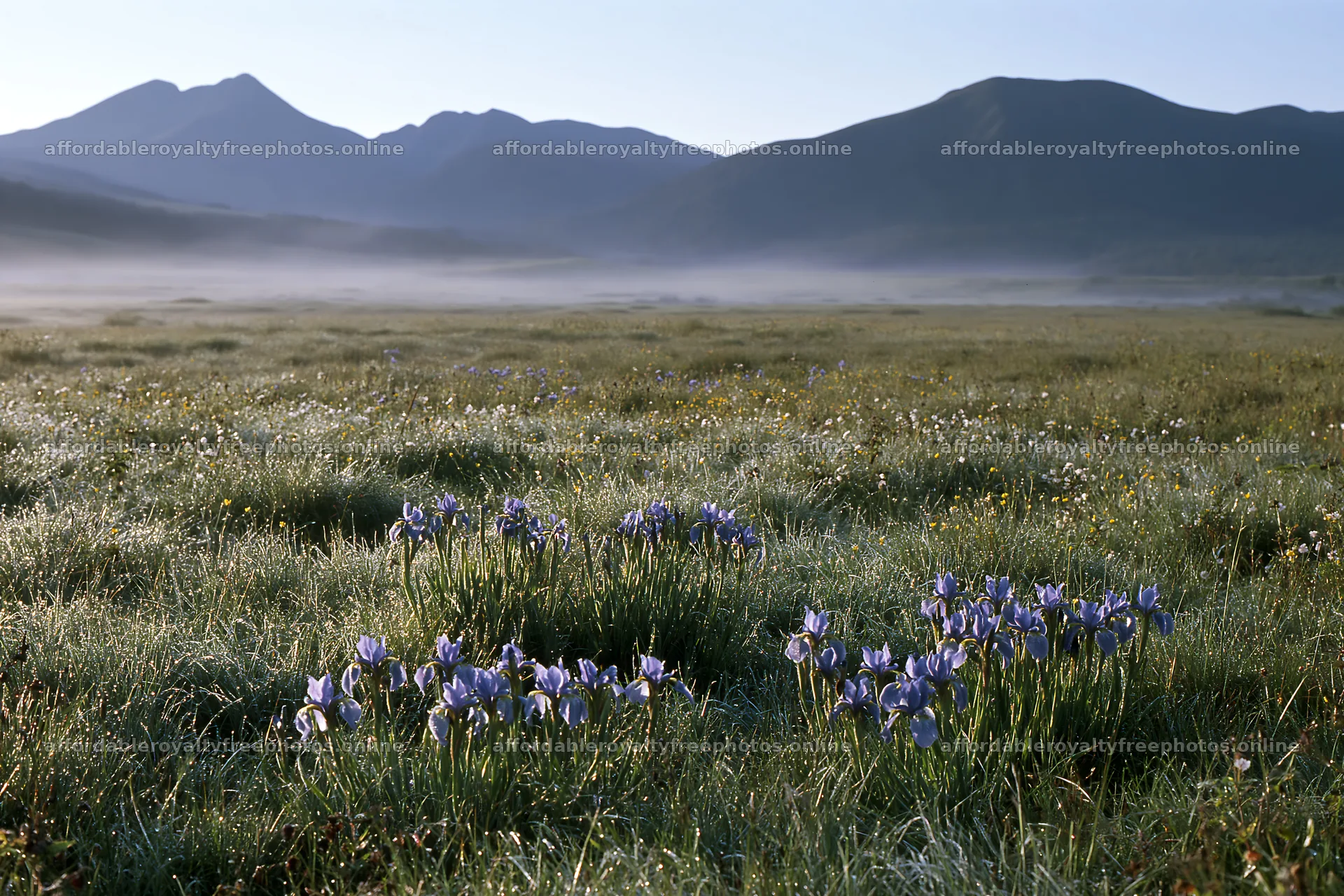 Silver dew meadow with blooming flowers in soft morning – royalty-free photos 9722x6480