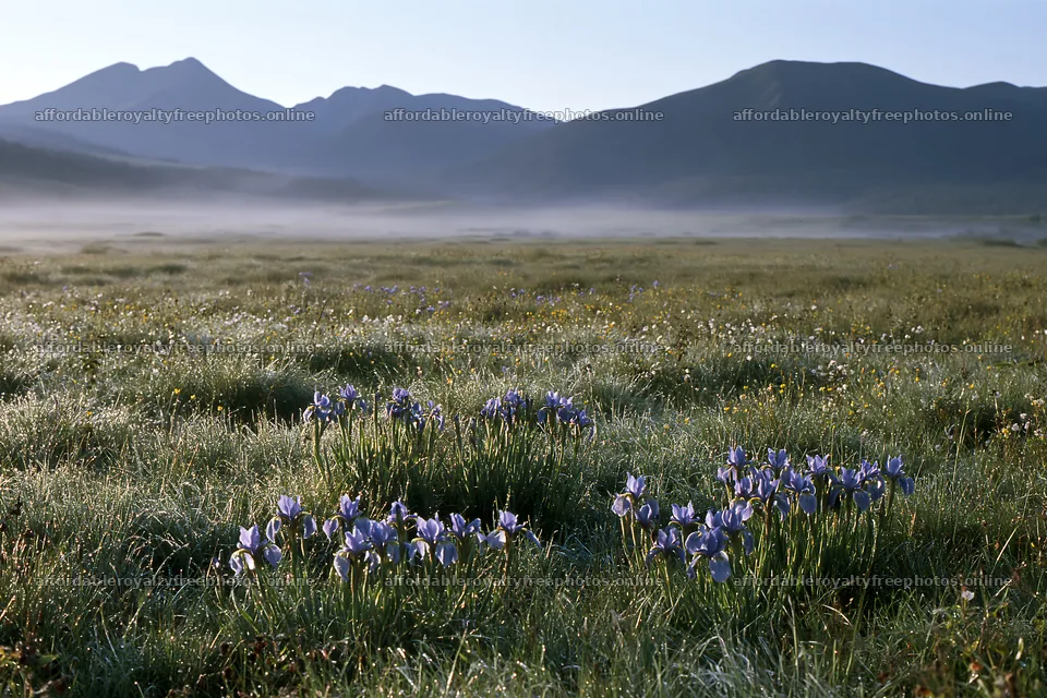 Silver dew meadow with blooming flowers in soft morning – royalty-free photos 9722x6480