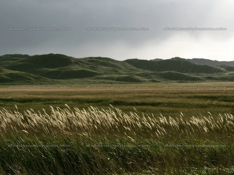 Tottori windy meadow with dune grasses under dark skies – royalty-free photos 9174x6866