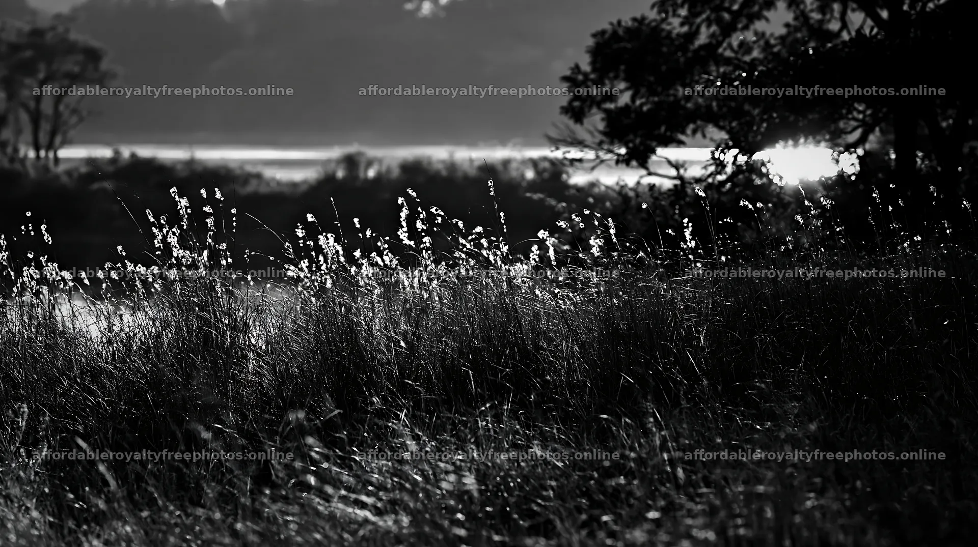 Lakeshore apple meadow with sunlight on grass – royalty-free photos 10608x5938