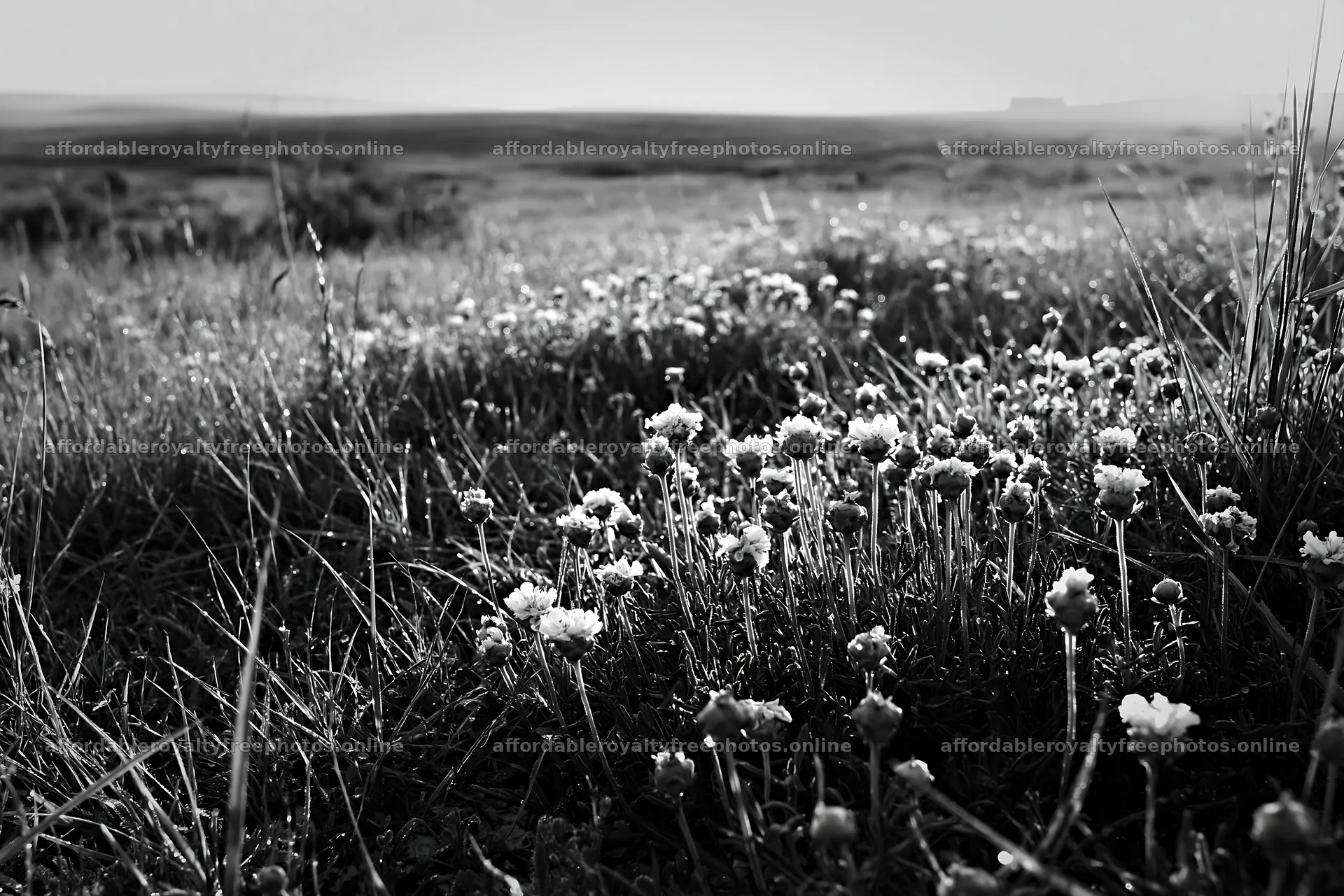 Sunny flowering limestone meadow in black and white – royalty-free photos 9722x6480