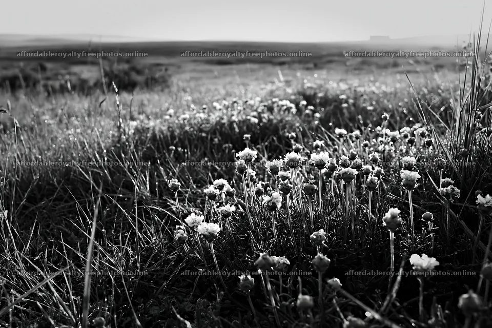 Sunny flowering limestone meadow in black and white – royalty-free photos 9722x6480