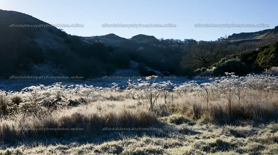 Cow parsley meadow under morning light – royalty-free photos 10608x5938