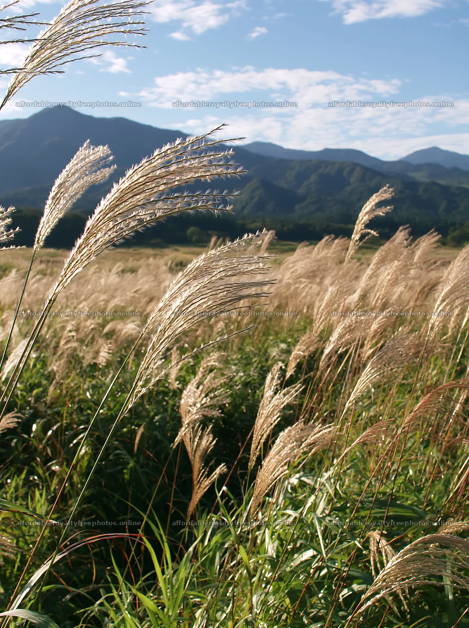 Iwate rain refreshed meadow seedhead foreground – royalty-free photos 6866x9174