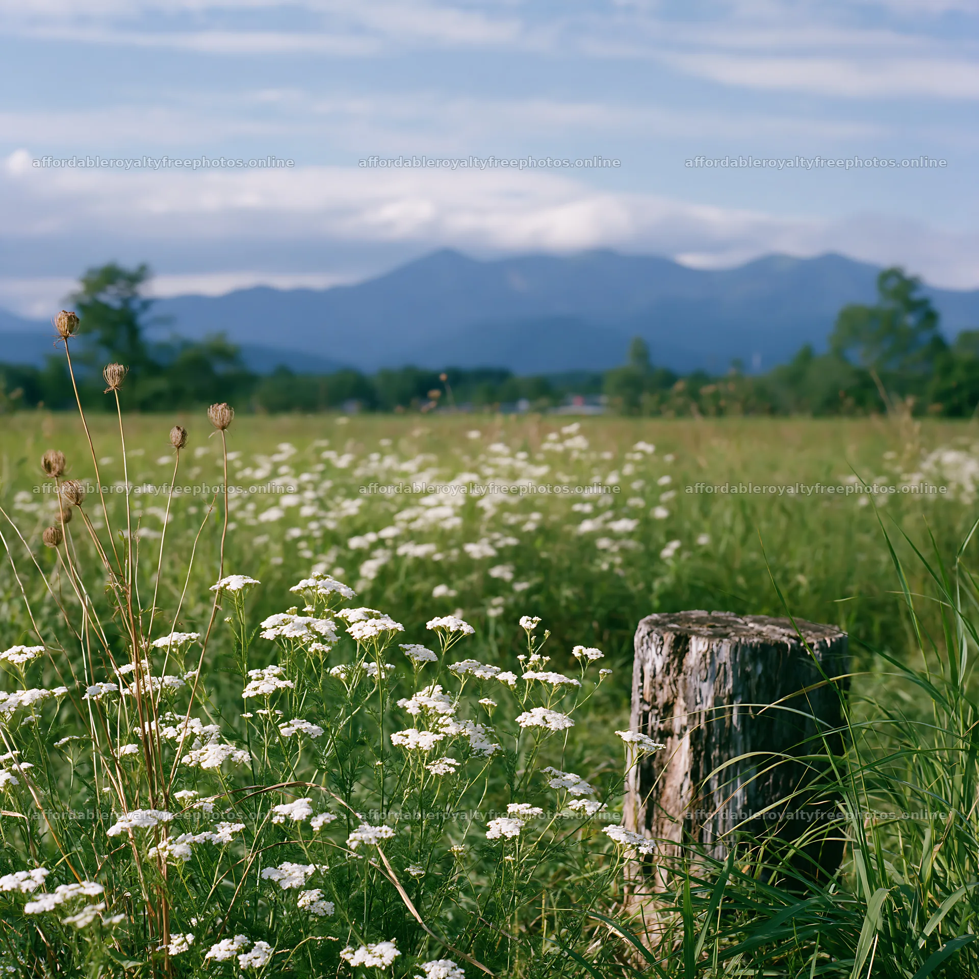 Fukushima native meadow with weathered stump – royalty-free photos 7938x7938