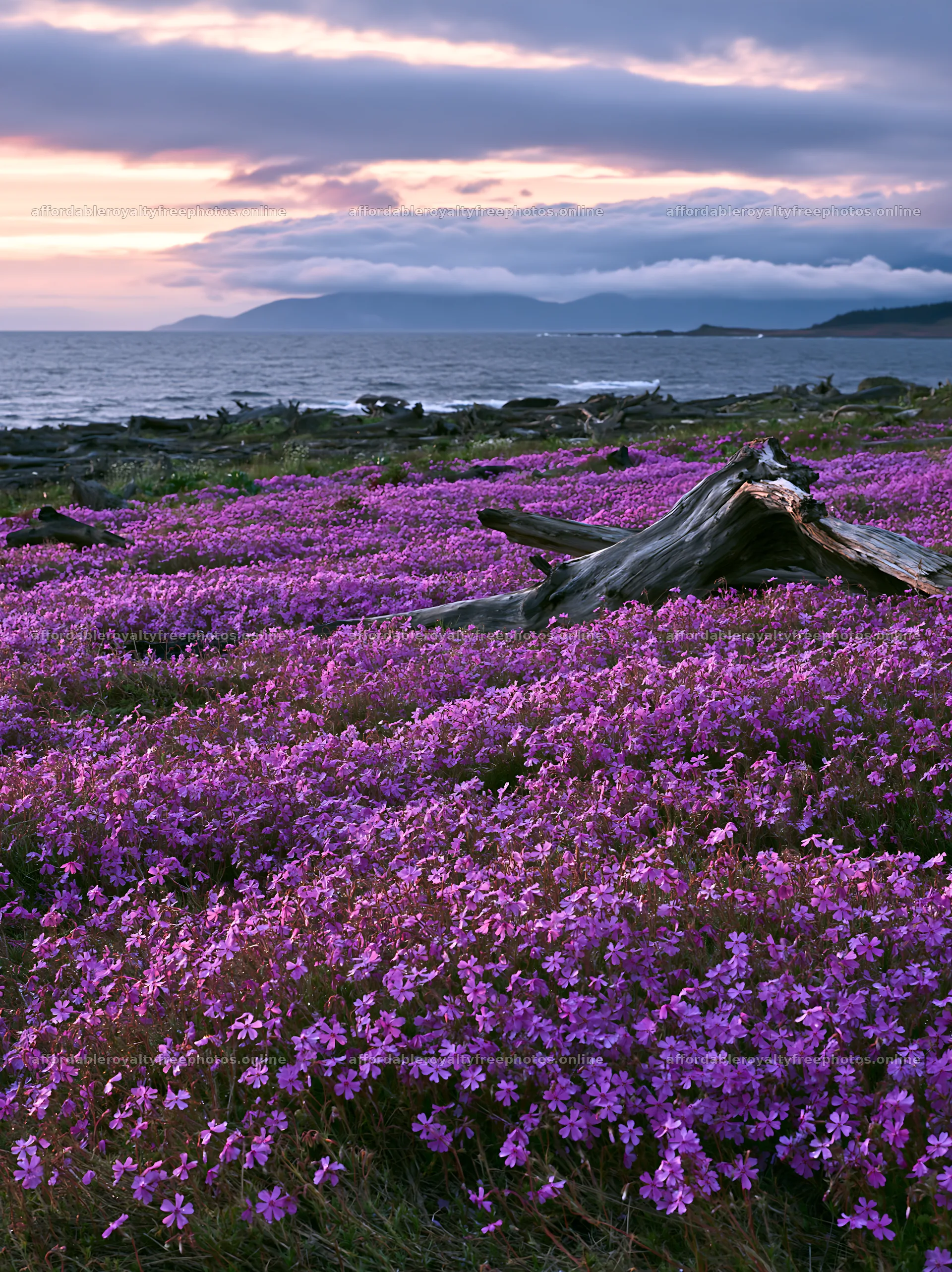 Driftwood in Ishikawa coastal meadow with blooming – royalty-free photos 6866x9174
