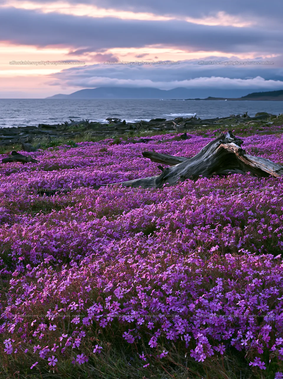 Driftwood in Ishikawa coastal meadow with blooming – royalty-free photos 6866x9174