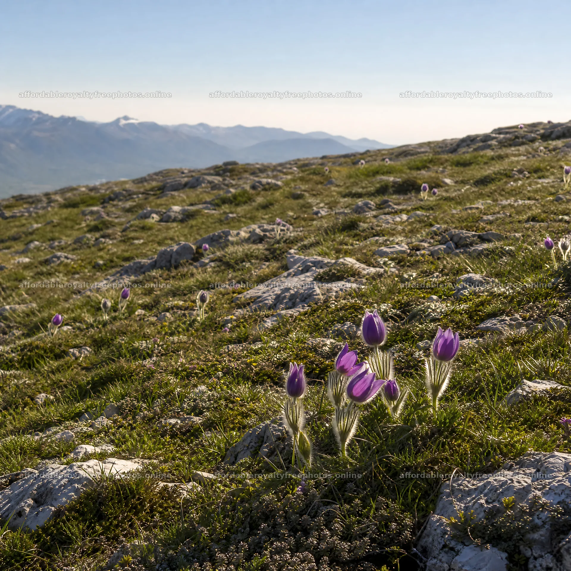 Sunny limestone meadow with distant mountains and – royalty-free photos 7938x7938