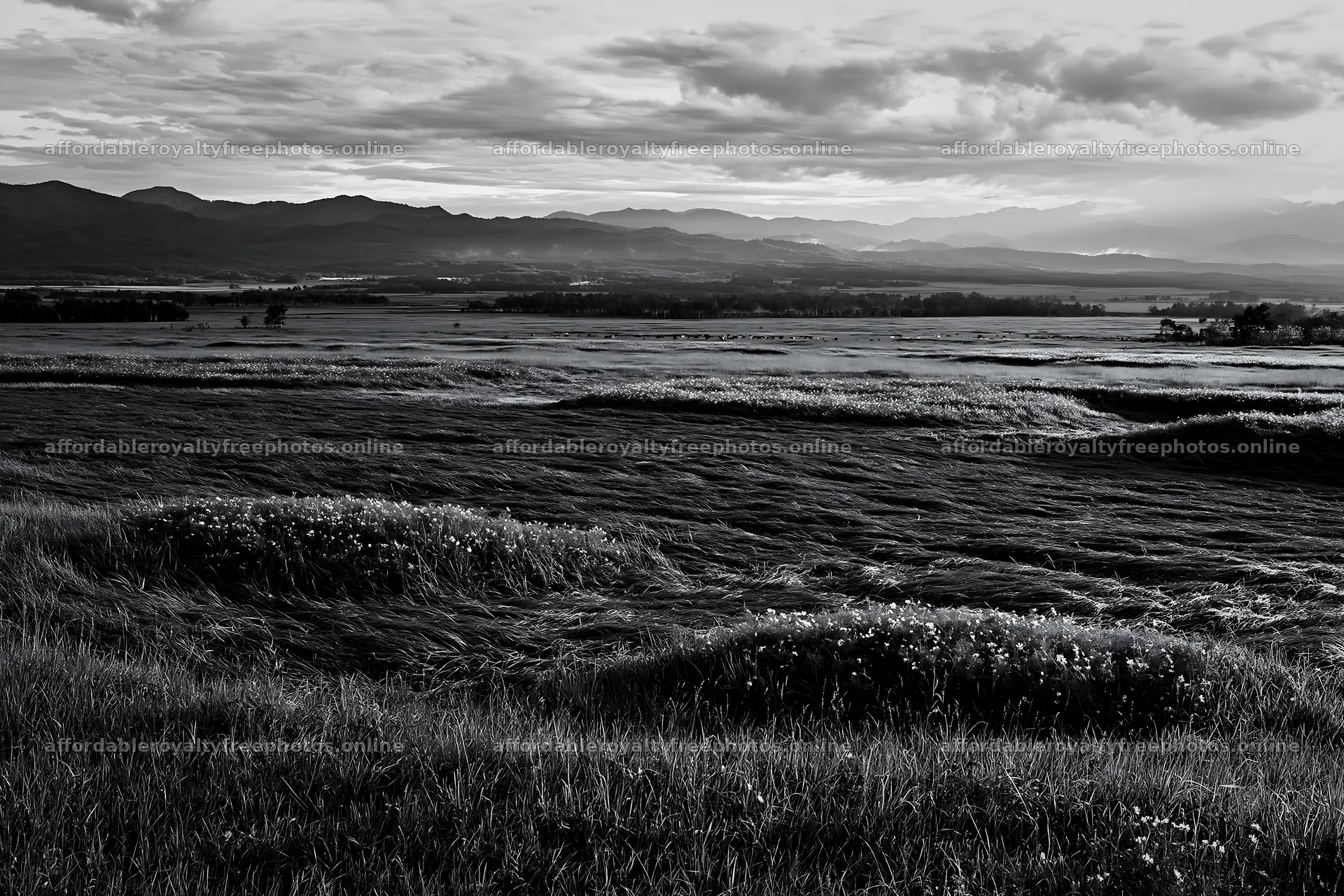 Expansive Hokkaido restoration meadow with dewdrops – royalty-free photos 9722x6480