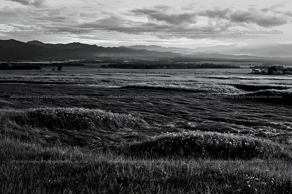 Expansive Hokkaido restoration meadow with dewdrops – royalty-free photos 9722x6480