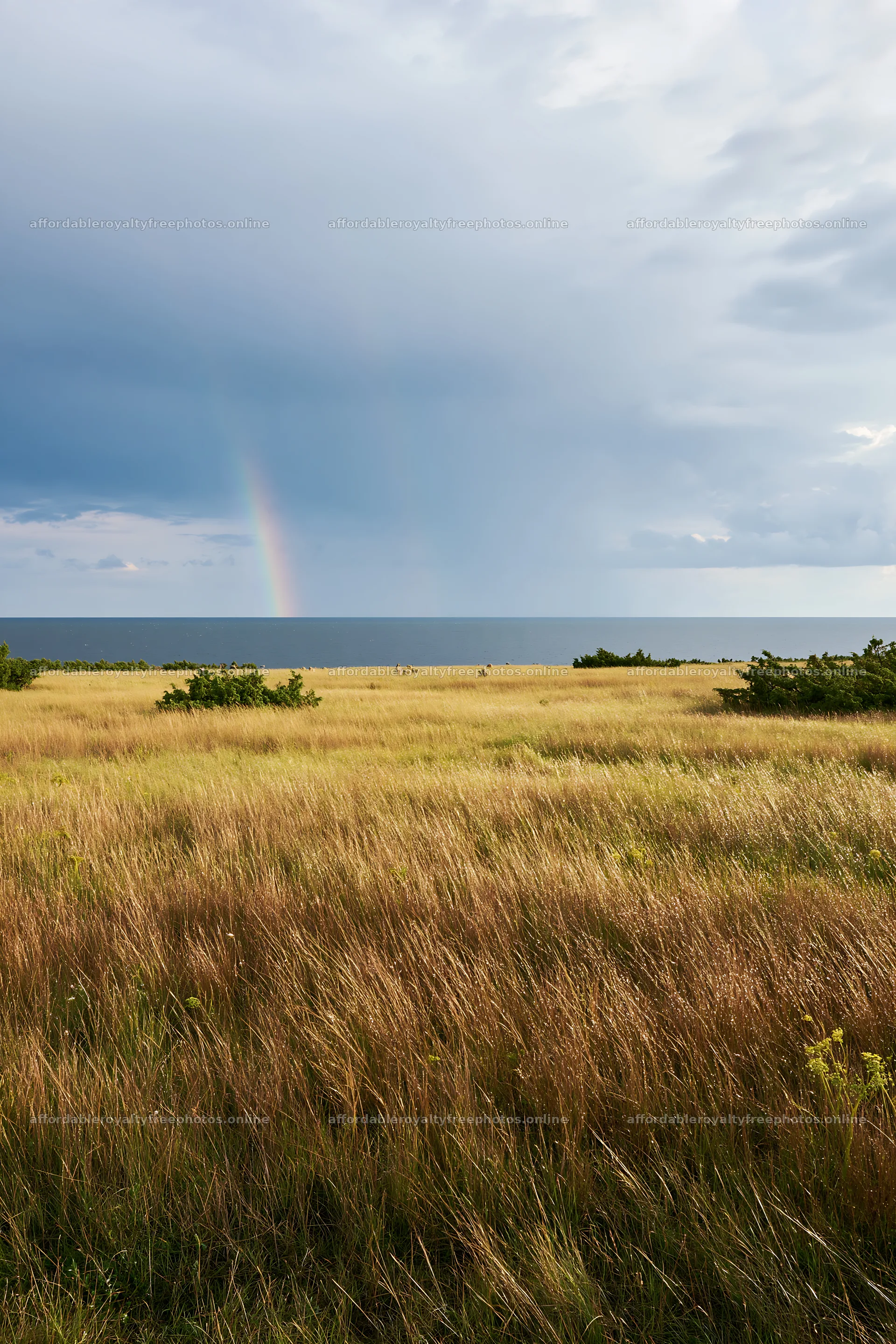 Meadow with seedheads and rainbow by the sea – royalty-free photos 6480x9722
