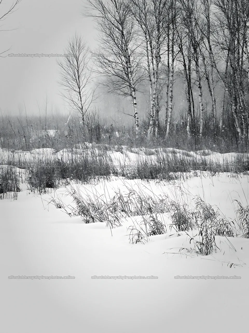 Snowbound meadow surrounded by trees in winter – royalty-free photos 6866x9174