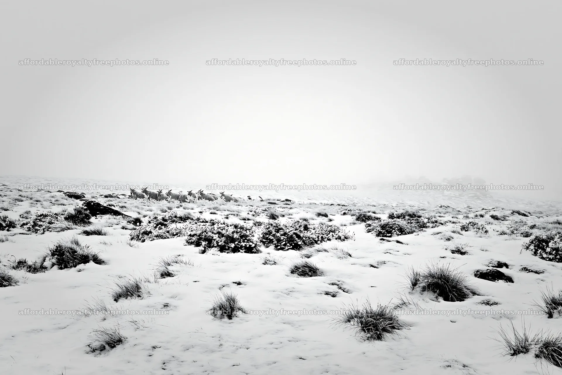 Snowbound meadow with deer in winter landscape – royalty-free photos 9722x6480