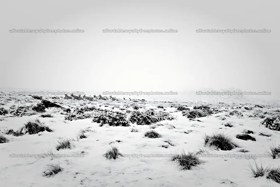 Snowbound meadow with deer in winter landscape – royalty-free photos 9722x6480